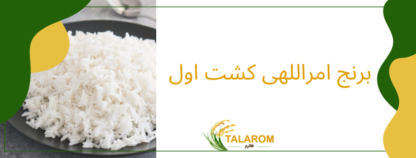 برنج امراللهی کشت اول