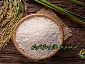 خرید برنج طارم مازندران