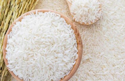 برنج امراللهی کشت دوم مازندران