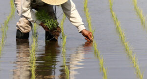 کاشت برنج