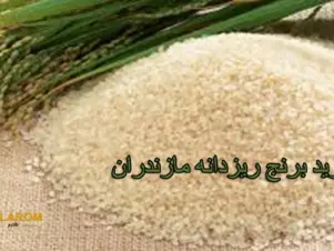 خرید برنج دانه ریز مازندران