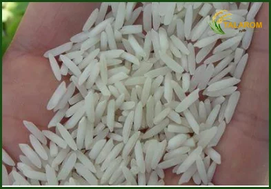 خرید برنج شیرودی مازندران