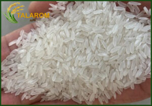 خرید برنج فجر ارزان