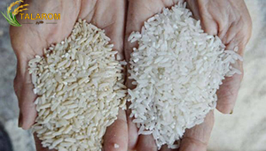 تفاوت برنج کهنه و تازه