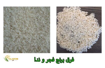 فرق برنج ندا و فجر چیست