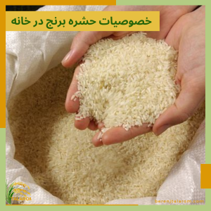 خصوصیات حشره برنج در خانه