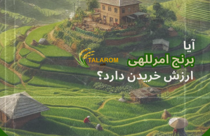 کیفیت برنج امراللهی | آیا ارزش خریدن دارد؟